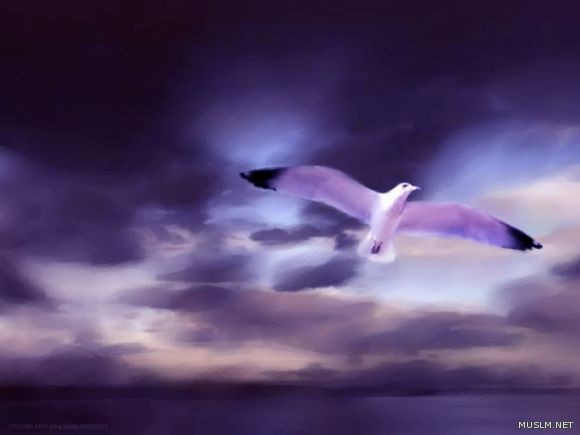 desktop 1105