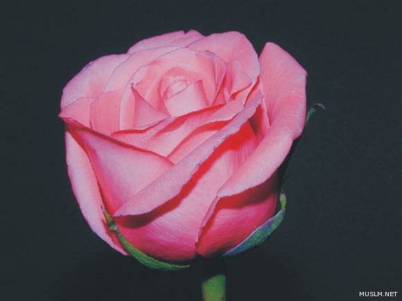 desktop 1819