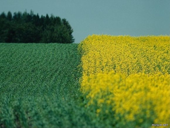desktop 35