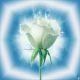 desktop 1175