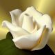 desktop 1356
