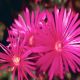 desktop 1557