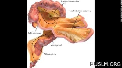 Scientists discover a new organ in our bodies