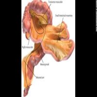 Scientists discover a new organ in our bodies