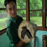   wood art