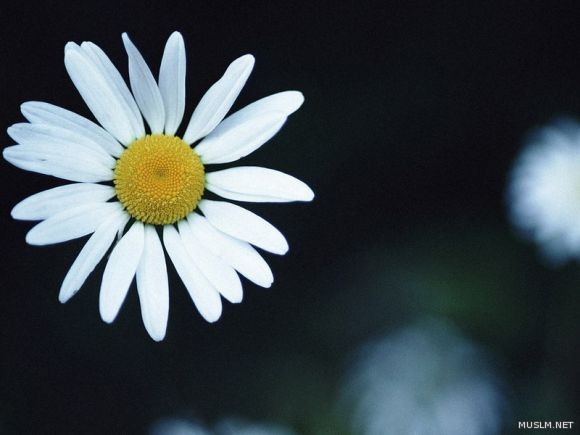 desktop 531